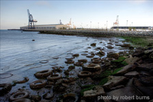 saving the San Francisco Bay Estuary